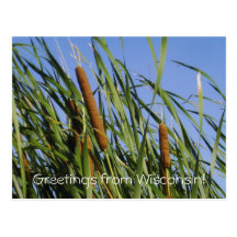 Cattails/Greetings from Wisconsin! Postcard