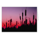 Cattails in the Sunset cards