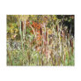 Cattails Postcards