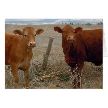 Cattle Birthday Party Humour Card
