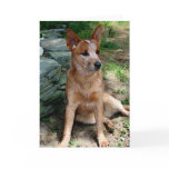 Cattle Dog cards