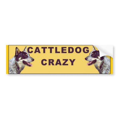 Cattle dog Crazy bumper sticker by knewfy