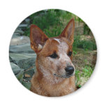 Cattle Dog magnets