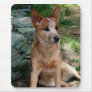 Cattle Dog Mouse Pads