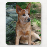 Cattle Dog mousepads