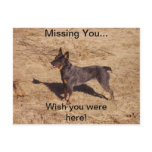Cattle Dog Post Card