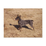 Cattle Dog Post Card