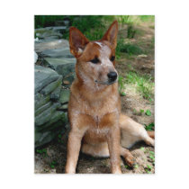 Cattle Dog Post Cards