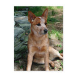 Cattle Dog postcards