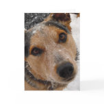 Cattle Dog Pup Waits for Santa - Western Christmas Greeting Cards