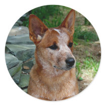 Cattle Dog Sticker