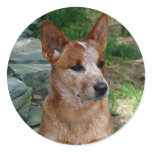Cattle Dog stickers