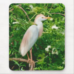 Cattle Egret in Flowering Tree Mousepad