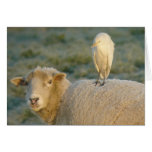 Cattle Egret on Sheep Card