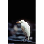 Cattle egret photo sculptures