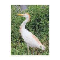 Cattle Egret Post Card