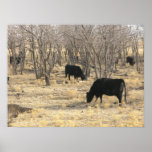Cattle In Dormant Trees Poster