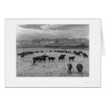 Cattle In South Farm 1943 cards