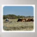 Cattle mustering in Australia 9P007D-26 posters