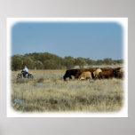 Cattle mustering in Australia 9P007D-26 posters