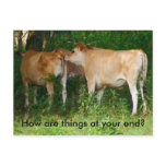 Cattle Postcard
