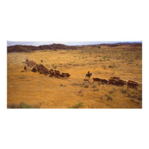Cattle roundup personalized photo card