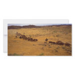 Cattle roundup photo cards