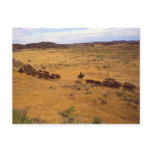 Cattle roundup postcards