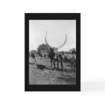 Cattle with Big Horns in Africa 1901 cards