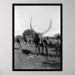 Cattle with Big Horns in Africa 1901 posters