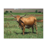 CattlecarD postcards