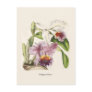 Cattleya labiata post cards