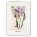 Cattleya mossiae cards