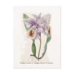 Cattleya mossiae postcards