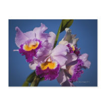 Cattleya Orchid Hybrid With Pacific Ocean Post Card