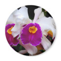 Cattleya Orchid - White/Purple magnets