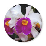 Cattleya Orchid - White/Purple magnets