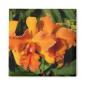 Cattleya Orchids - orange magnets