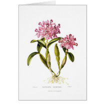 Cattleya skinneri greeting cards