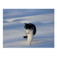 Catwalk CC0093 Postcard