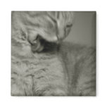 Catwash magnet