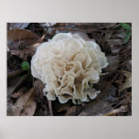 Cauliflower Fungus posters