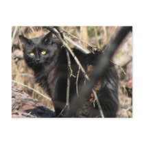 Cautious Star Noir Cat Post Card
