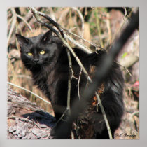 Cautious Star Noir Cat Poster