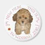 Cavachon Puppy First Christmas Magnets