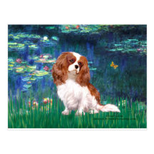 Cavalier 2 (Bl) - Lilies 5 Post Card