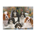 Cavalier King Charles Can't Have Just One gifts postcards