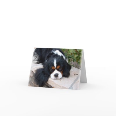 Cavalier King Charles Greeting Cards