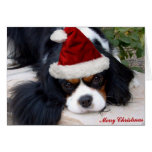 Cavalier King Charles Christmas card