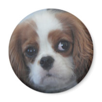 Cavalier King Charles cute puppy dog fridge magnet